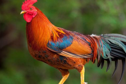 生肖鸡的未来30年,尤其是1969年的属鸡人,别躲了认命吧!