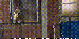 2只老狗被遗弃救助站，狠心主人驾车离去，陪伴大半生没换来善待 