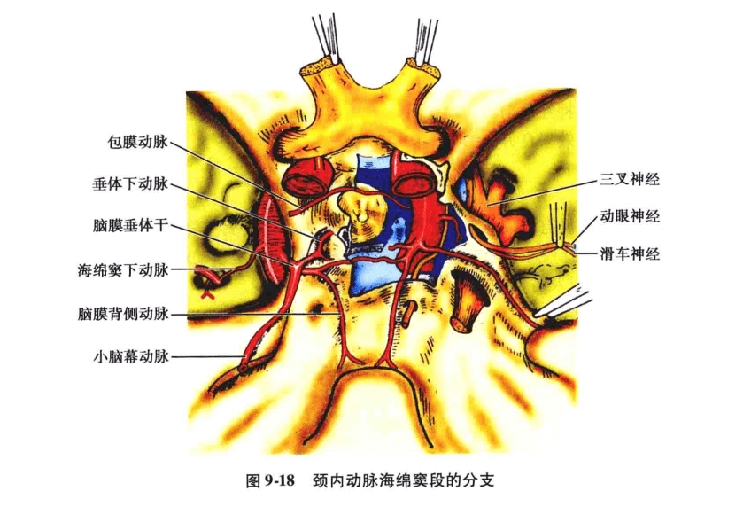 颈内动脉走行图图片