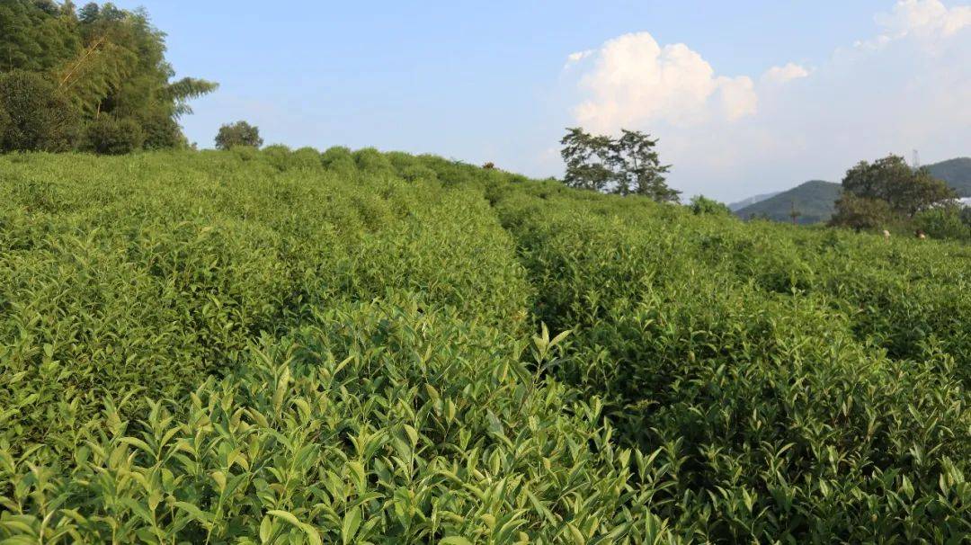 【茗边聚焦上虞翠茗】系列报道⑦这一杯来自茶圣故里的茶,别有滋味