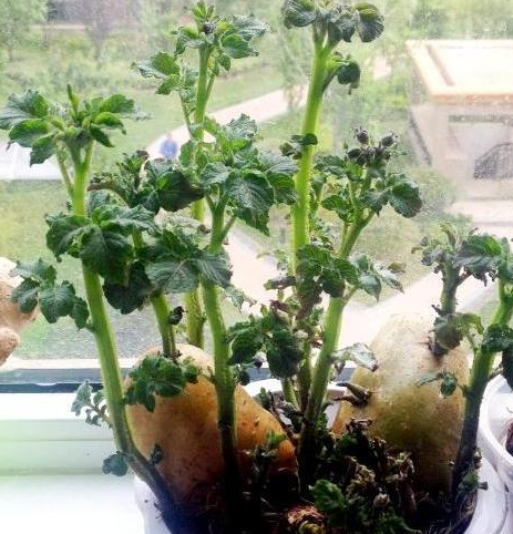 这三种蔬菜盆景,好吃又好看,颜值与品质双双在线!