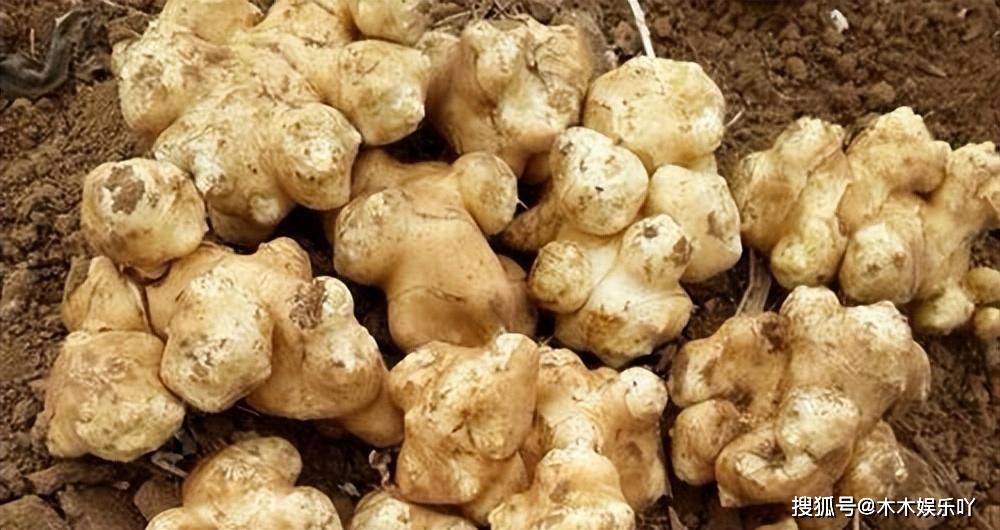 洋姜_植物_生姜