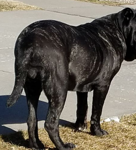 一种冷门的猛犬,血统是极品中精品,欧洲人称它为护卫兽