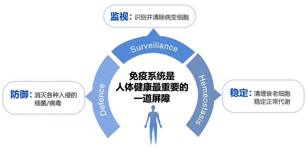 人体内的免疫细胞会发生什么变化?_病毒_功能_数量