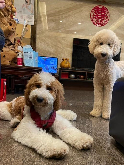 巨型贵宾犬有泪痕怎么办_狗狗_主人_按摩