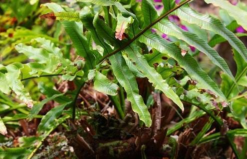 崖姜有着十分壮硕的匍匐且横向生长在地面的肉质根,它的根部通常披着