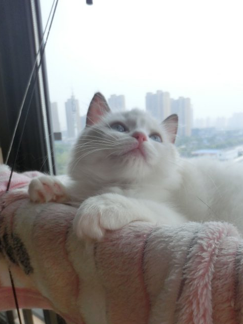 猫舍撸猫记!众多猫咪我独宠一只,猫咪快被我逼疯了! 猫舍撸猫记!众多猫咪我独宠一只,猫咪快被我逼疯了!