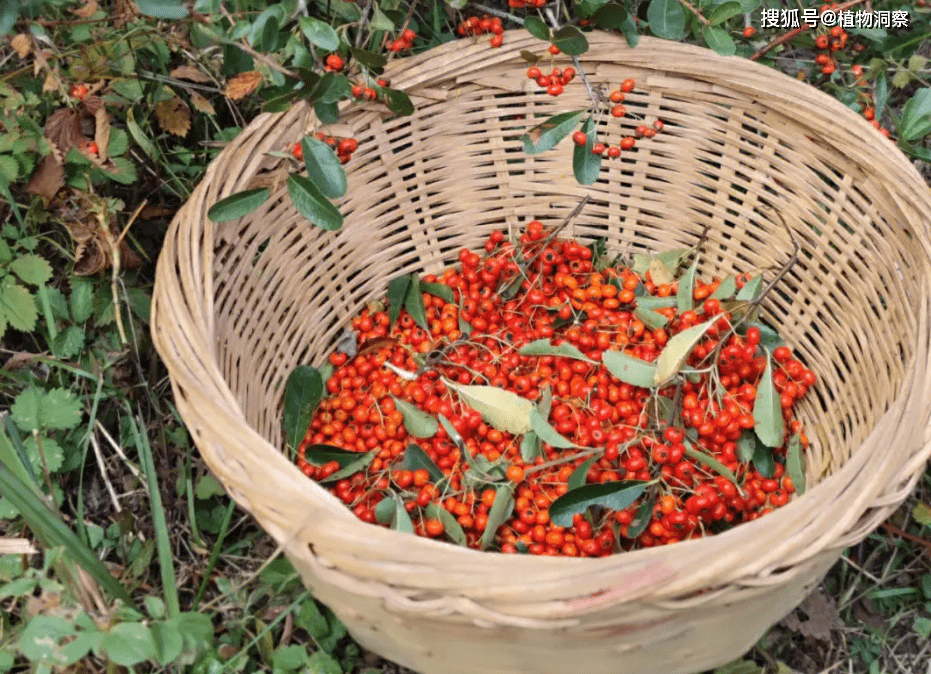 野果_植物_果实