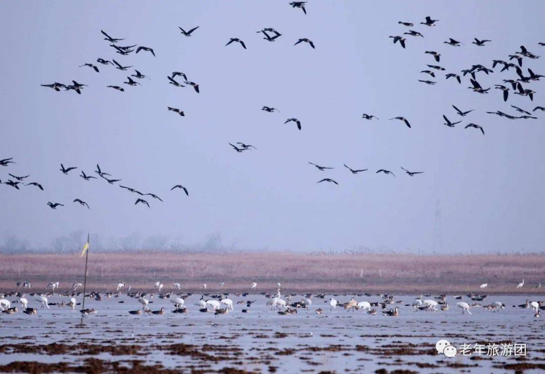 鄱阳湖候鸟保护区门票图片