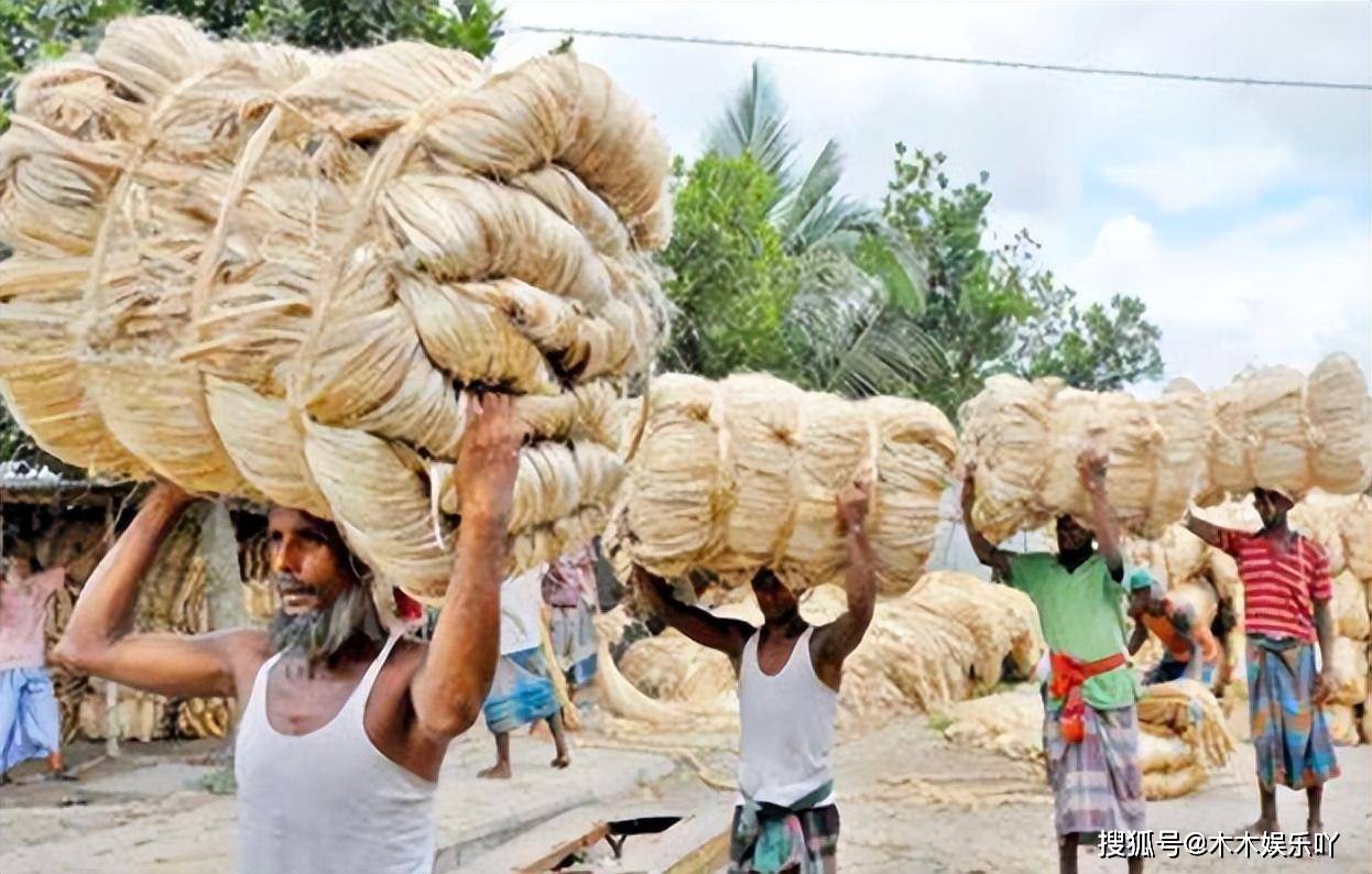 却养活南亚近千万人,印度:这是"黄金纤维"_黄麻_作物_时候
