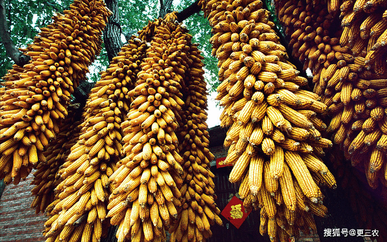 蛋价"双向承压",豆粕低位拉扯,玉米偏强调整!