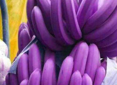 在南方就有一种水果香蕉是紫色的,形状也是比一般的香蕉要大得多.