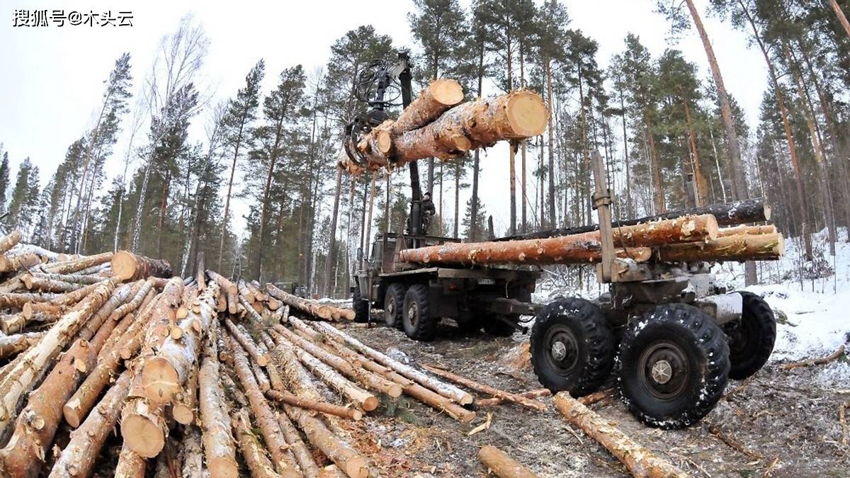 为减少非法采伐,俄罗斯将加强对木材流通的控制_林业_运输_森林法