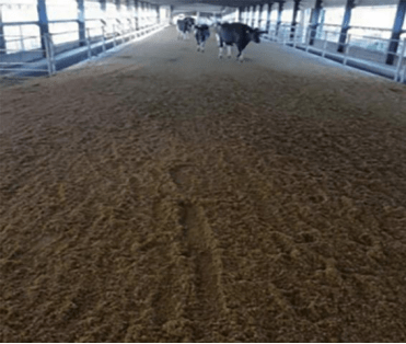 天气寒冷，奶牛易发生冷应激，牧场该如何安全越冬？