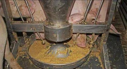 这样养猪 一年翻身_液态_饲料_系统