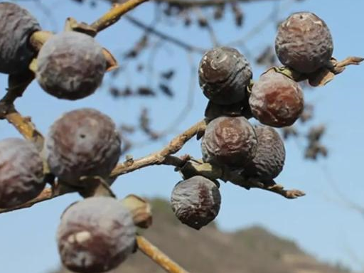 这种果子它就是黑枣,学名君迁子,也叫软枣,牛奶枣,野柿子,丁香枣,梬枣
