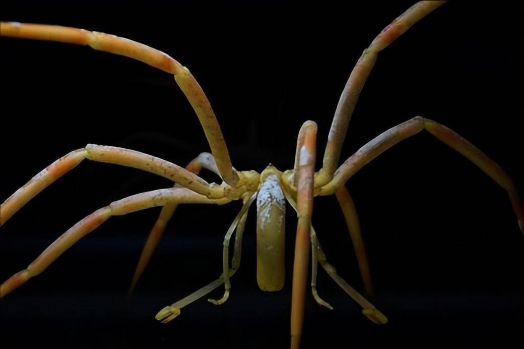 海蜘蛛用5亿年亲自证明了一个道理:"只要足够废物,就没天敌"_海底