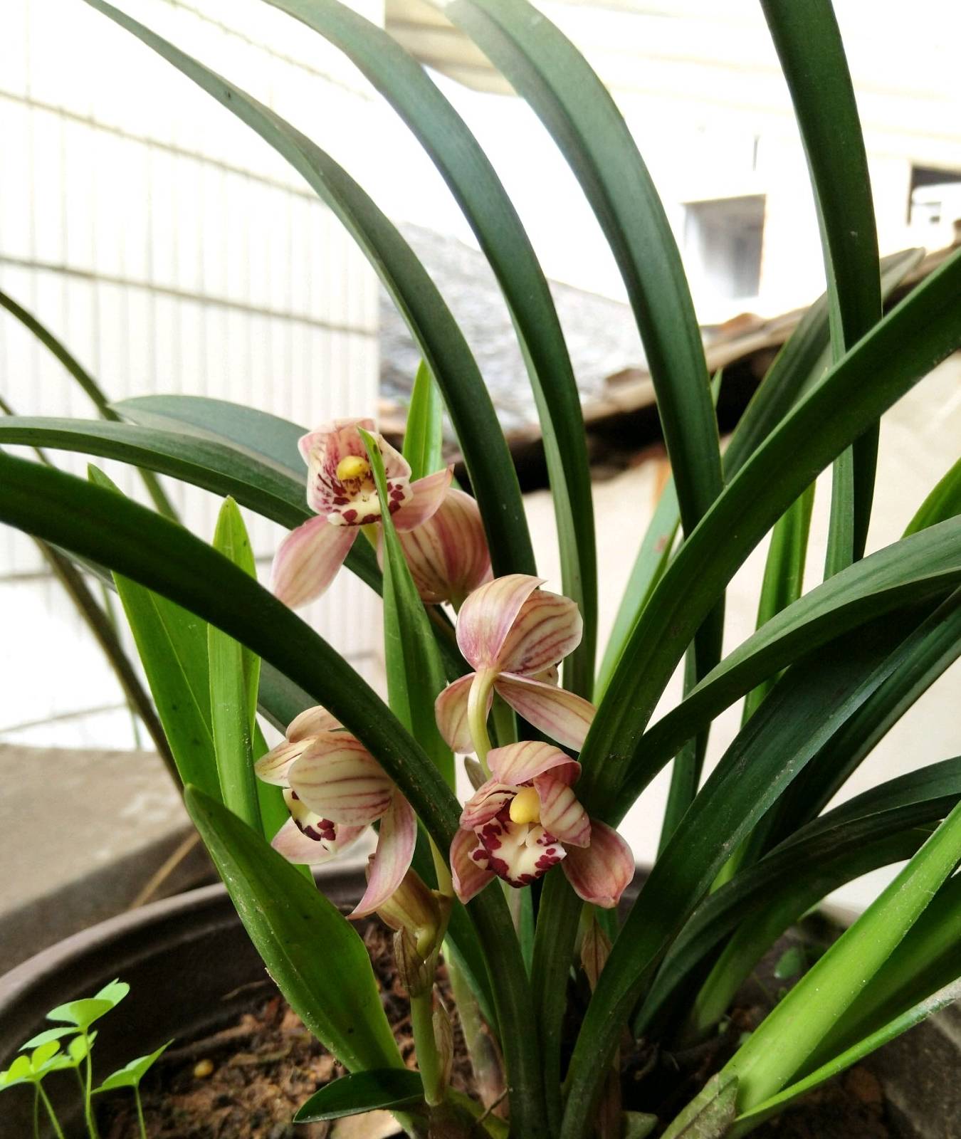 此兰花超级好养,花期达两个月,芳香四溢,还很便宜,适合新手养_杂交