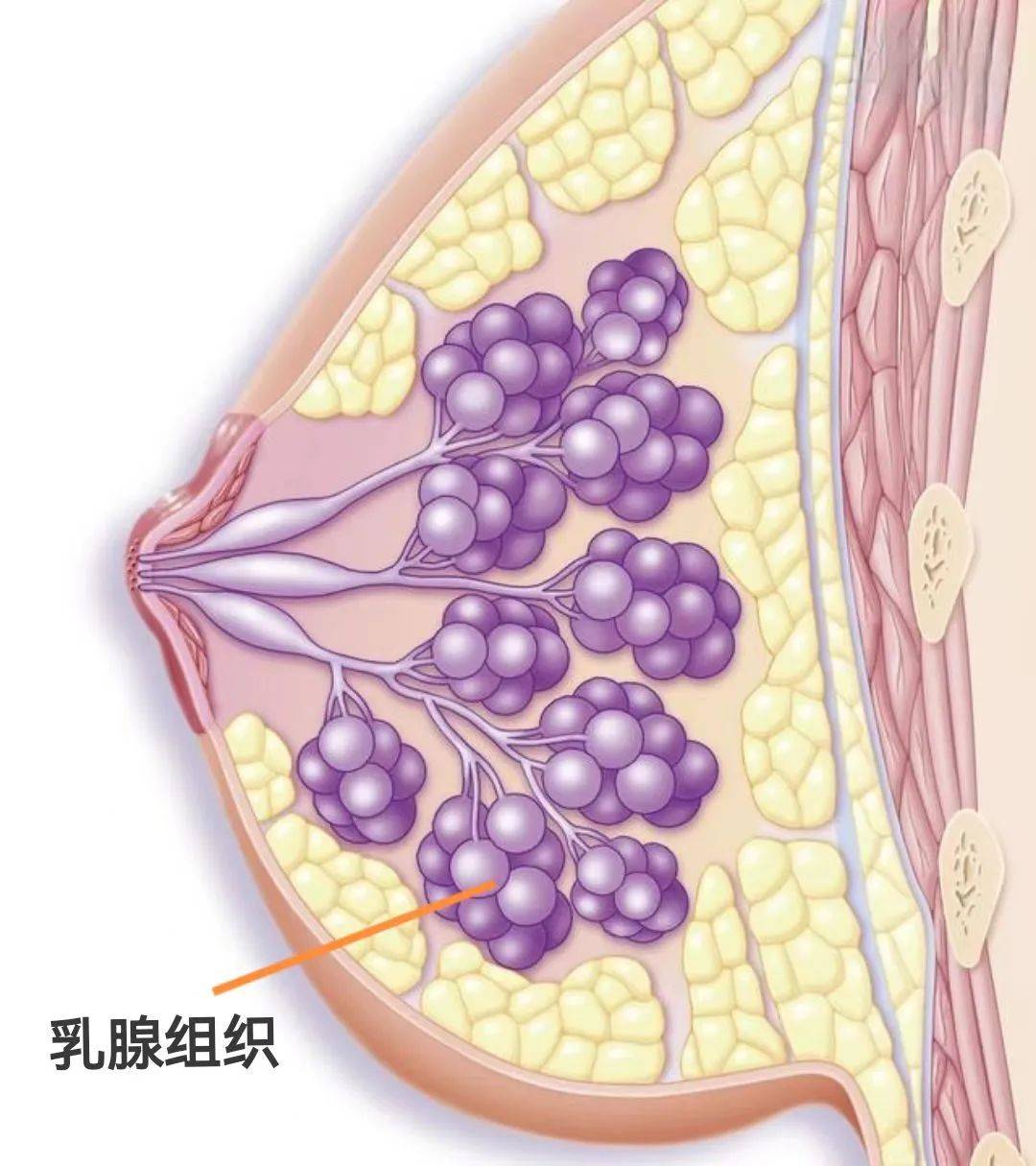 盘点胸部按摩的4大危害