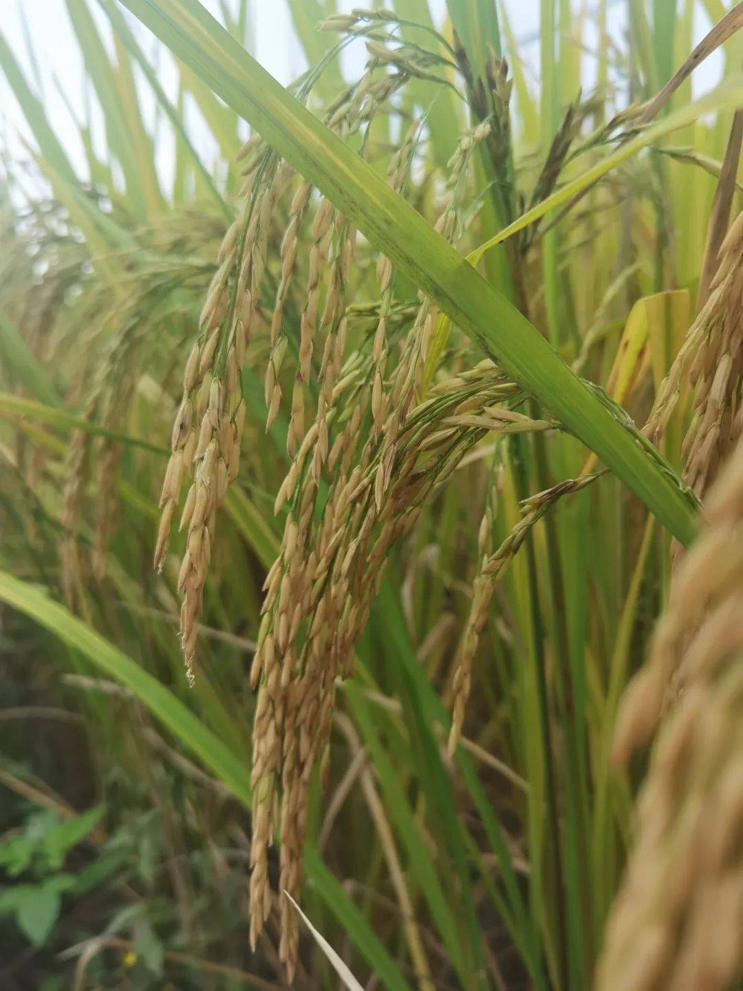 巨稻六号水稻品种简介图片