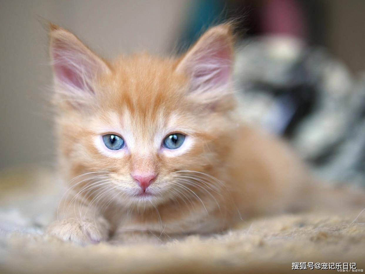 猫拉稀呈黄褐色泥浆怎么办_猫咪_食物_治疗