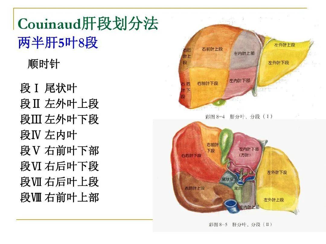 肝包膜图示图片