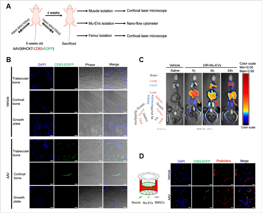 cell metabolism(if=29):川大發現細胞外囊泡在肌肉與骨串擾中的重要