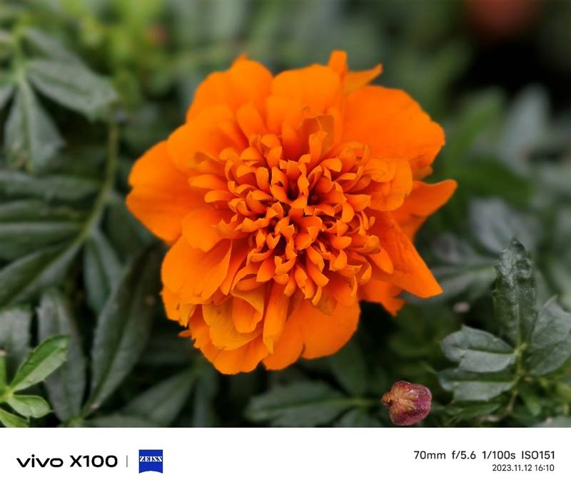潜望长焦不再是超大杯的特权！vivo X100评测：最具性价比的标准版影像旗舰(图40)