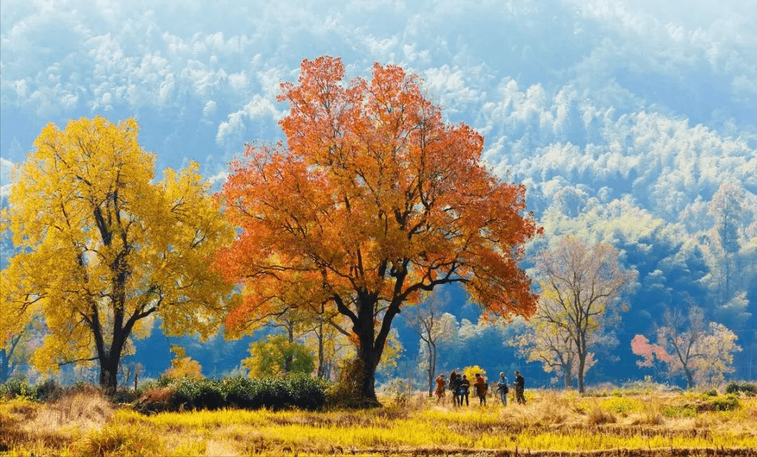 收获景象夏天是快快成长春天是慢慢复苏冬天是悄悄蛰伏我更喜欢秋的