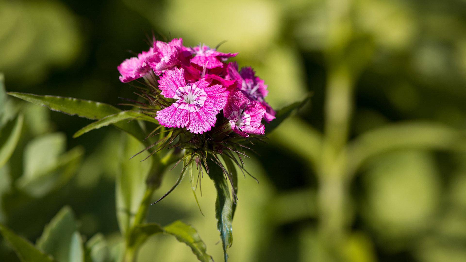 壁纸 花 桌面 1920_1080