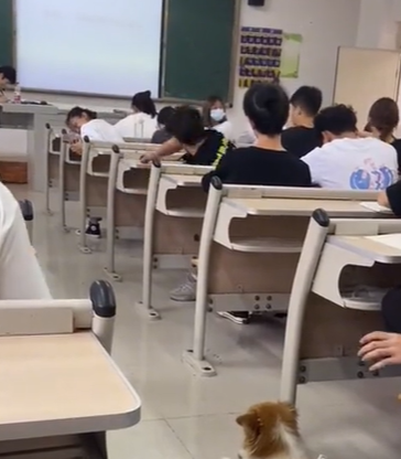 山西某高校流浪狗“嫌”老师讲得不好，直接开喷，网友哭笑不得 