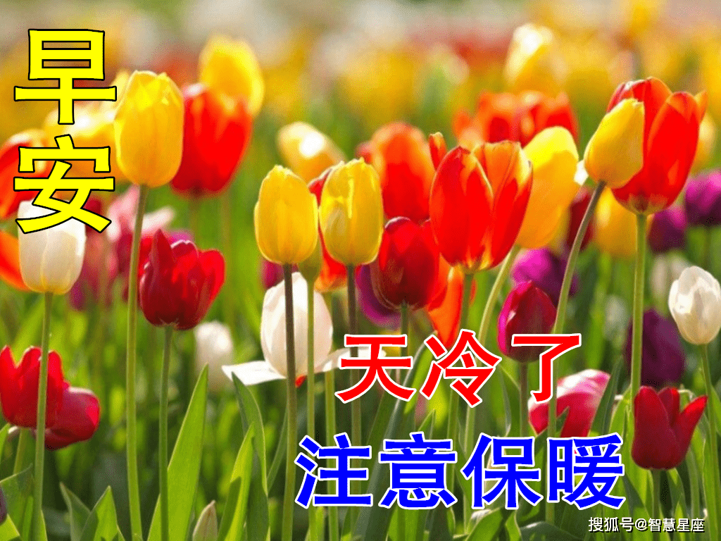 8,你是我的忘忧草,给我舒心美逍遥,无忧无虑无烦恼;你是我的幸福鸟,让