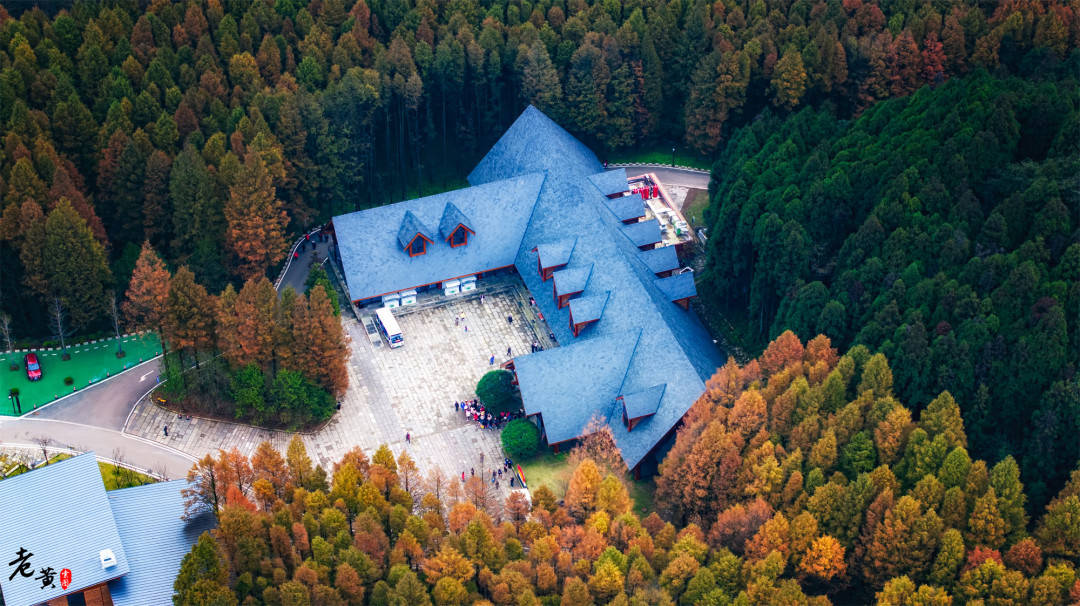 重庆最美的秋色来了,如何0元玩转南川山王坪,邂逅绝美双色水杉