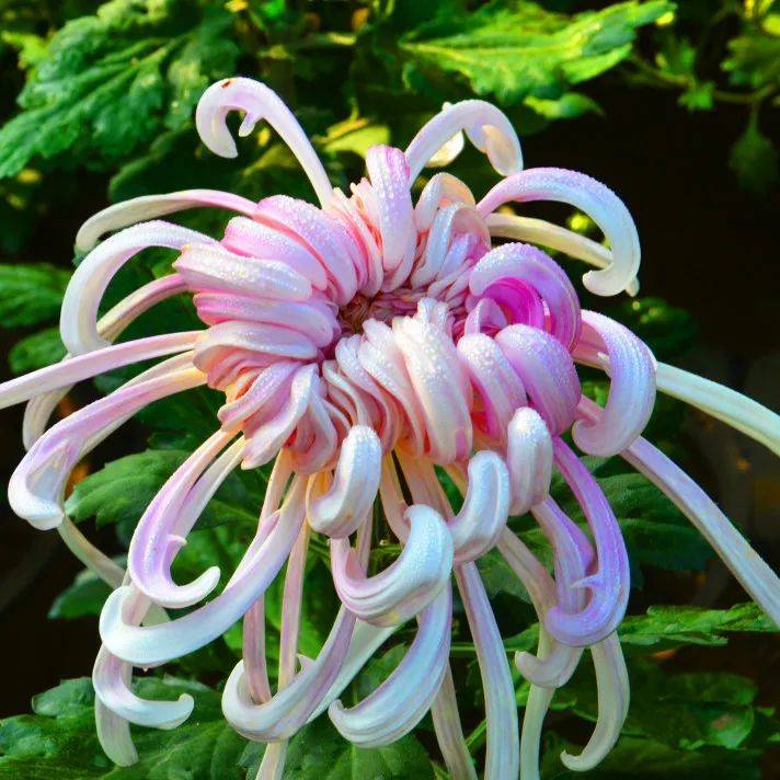 开封各景区菊展延期了!_菊花_游客_清明上河园