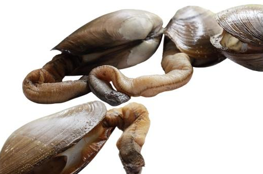 对于象拔蚌营养价值高,但是它的价格也确实不低,作为酒楼独特风味的