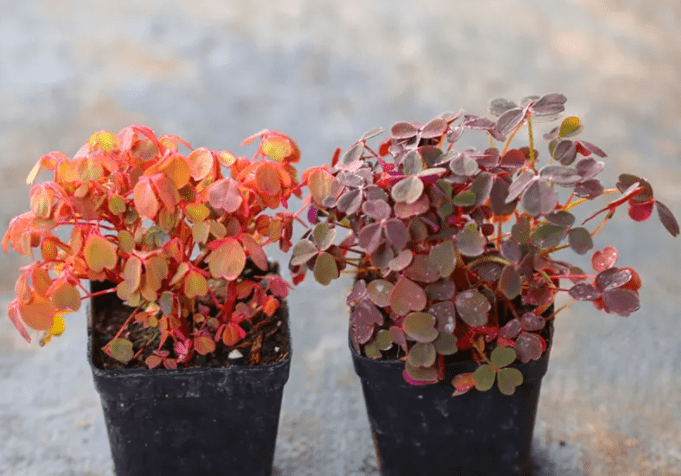 蓝妖:解密熔岩酢浆草怎么养才能开花?