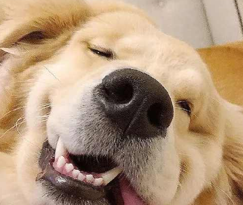 狗圈中最"二"的狗,养哪一只都快乐加倍_狗狗_哈士奇_肠胃