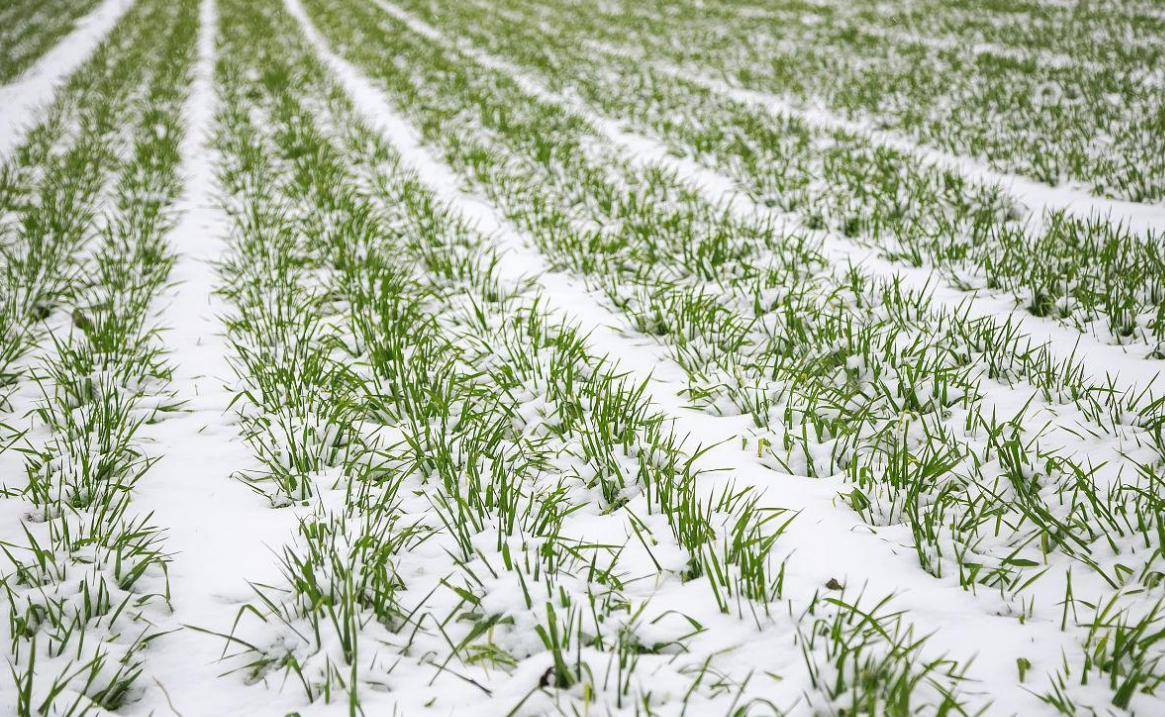 老人说:小雪不见雪,来年长工歇,小雪下雪才好吗_节气_农作物_气温