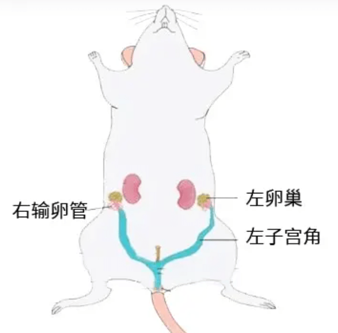 小鼠下肢肌肉解剖图图片