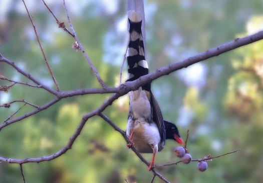 而黑枣这种野味,一般在河北,山西,陕西,辽宁,中南及西南各地都是有