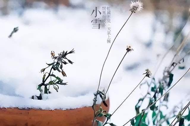 與雪相逢,與冬相擁,十首小雪詩詞,早梅伴雪開,一片飛來一片寒_唐代