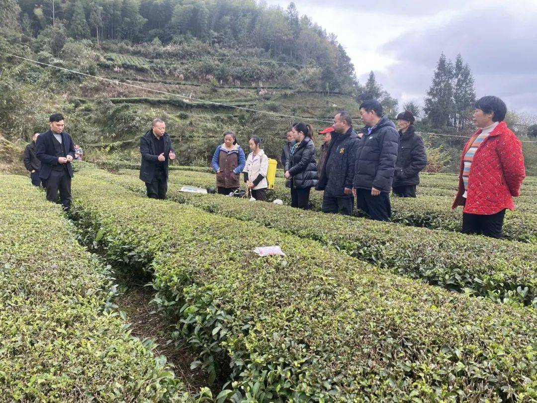 利川27万余亩茶园完成冬管_茶叶_毛坝镇_技术