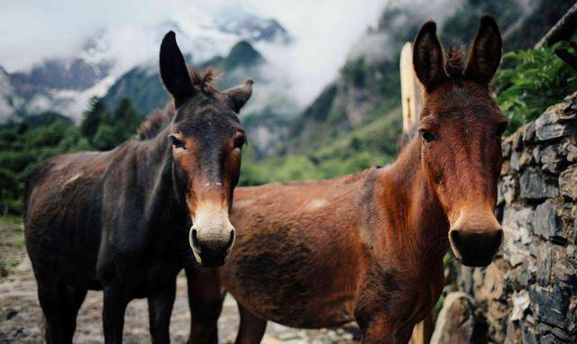 贾府最常用的三种交通工具,发现生命中"走出去的意义"_轿子_骡子_时候