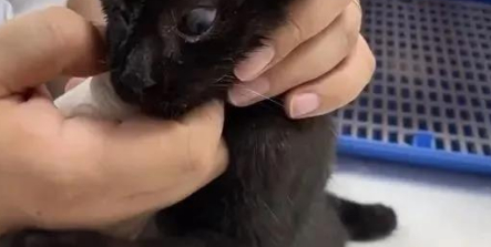 流浪猫咬垃圾袋遭虐打致死！但那只被车撞的独眼野猫，仍对人友善 