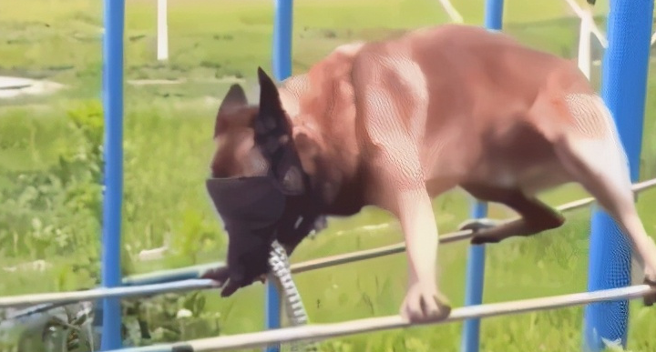 20年前的老片被顶上热搜，炸死功勋犬，导演还被夸“善良”？ 