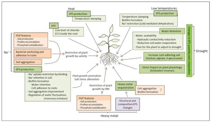 植物相关细菌胞外多糖对植物非生物抗逆性的影响_机制_盐度_作物