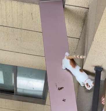 江苏一小区疫情期主人不在家，猫连叫数天，邻居搭“独木桥”救下