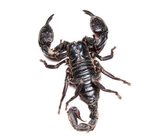 药酒变"毒酒",医生提醒:慎用4类中药,避免损害肝肾_药物_作用_控制