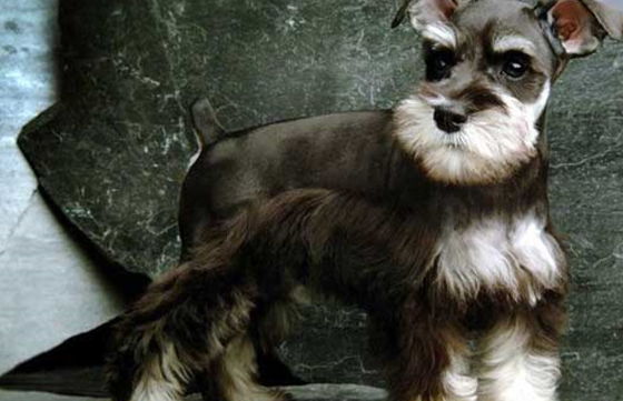 雪纳瑞和泰迪还有比熊一样,体型都是较小或者中等,比较适合人们的现代