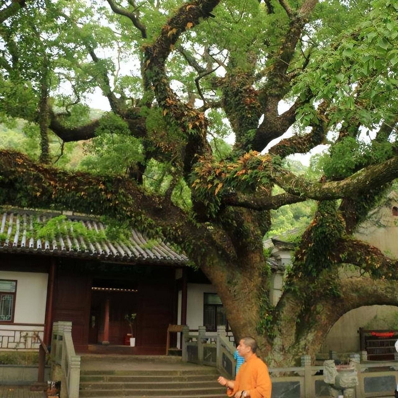 三棵树:1棵投保1亿,1棵警卫专门保护,1棵是地球独子_迎客松_黄山_世界